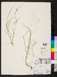 Eragrostis capillaris image