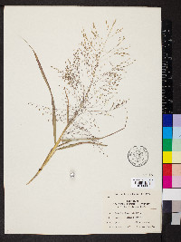 Eragrostis capillaris image