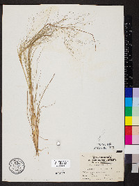 Eragrostis capillaris image