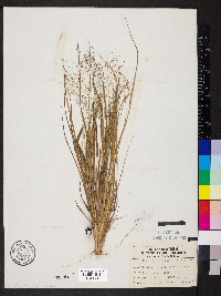 Eragrostis capillaris image