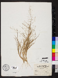 Eragrostis capillaris image