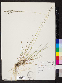 Eragrostis bahiensis image