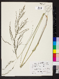 Eragrostis curvula image