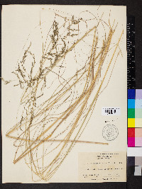 Eragrostis curvula image