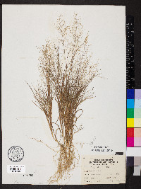 Eragrostis frankii image