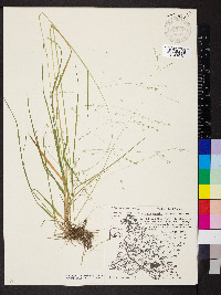 Eragrostis frankii image