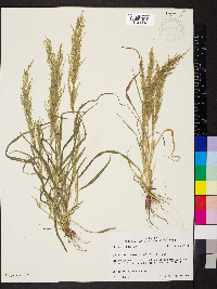 Eragrostis japonica image