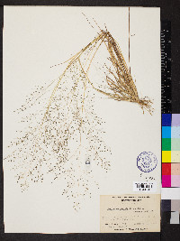 Eragrostis intermedia image