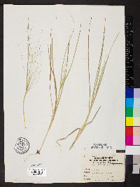 Eragrostis hirsuta image