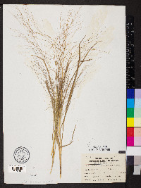 Eragrostis hirsuta image