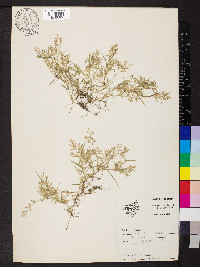 Eragrostis hypnoides image