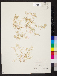 Eragrostis hypnoides image