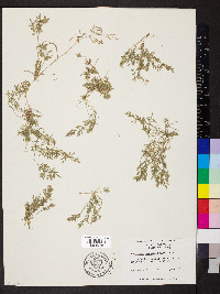 Eragrostis hypnoides image