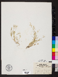 Eragrostis hypnoides image