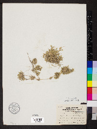 Eragrostis hypnoides image