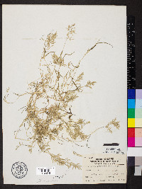 Eragrostis hypnoides image