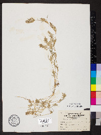 Eragrostis hypnoides image