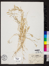 Eragrostis hypnoides image