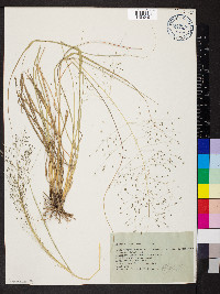 Eragrostis intermedia image