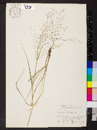 Eragrostis intermedia image