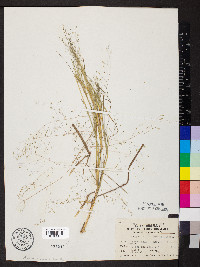 Eragrostis intermedia image