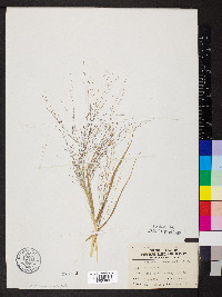 Eragrostis intermedia image