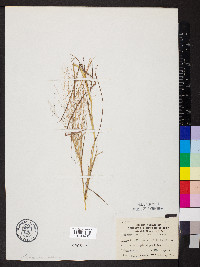 Eragrostis intermedia image