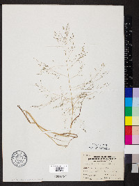 Eragrostis intermedia image