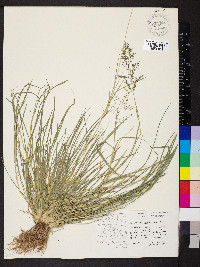 Eragrostis lehmanniana image