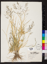 Eragrostis lehmanniana image