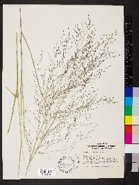 Eragrostis lugens image