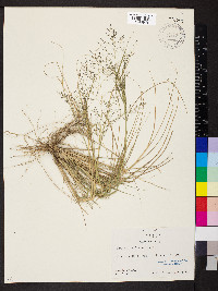 Eragrostis lugens image