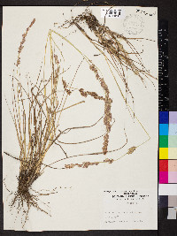 Eragrostis secundiflora image