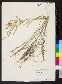 Eragrostis secundiflora image