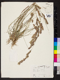 Eragrostis secundiflora subsp. oxylepis image