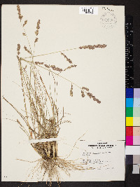 Eragrostis secundiflora subsp. oxylepis image