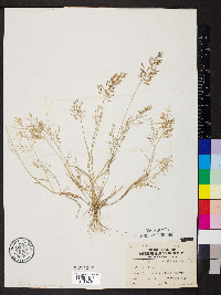 Eragrostis minor image