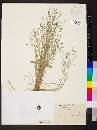 Eragrostis pilosa image