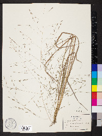 Eragrostis refracta image