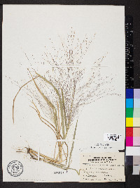 Eragrostis intermedia image