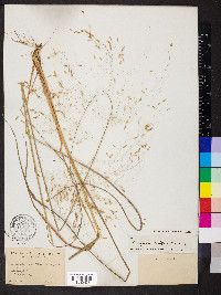 Eragrostis trichodes image