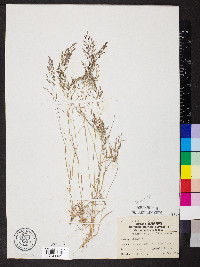 Eragrostis minor image