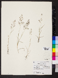 Eragrostis minor image