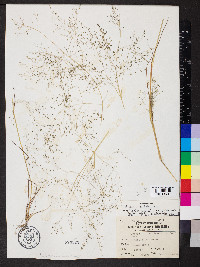 Eragrostis pilosa image