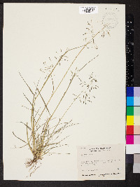 Eragrostis tenuifolia image