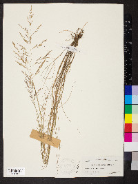 Eragrostis acutiflora image