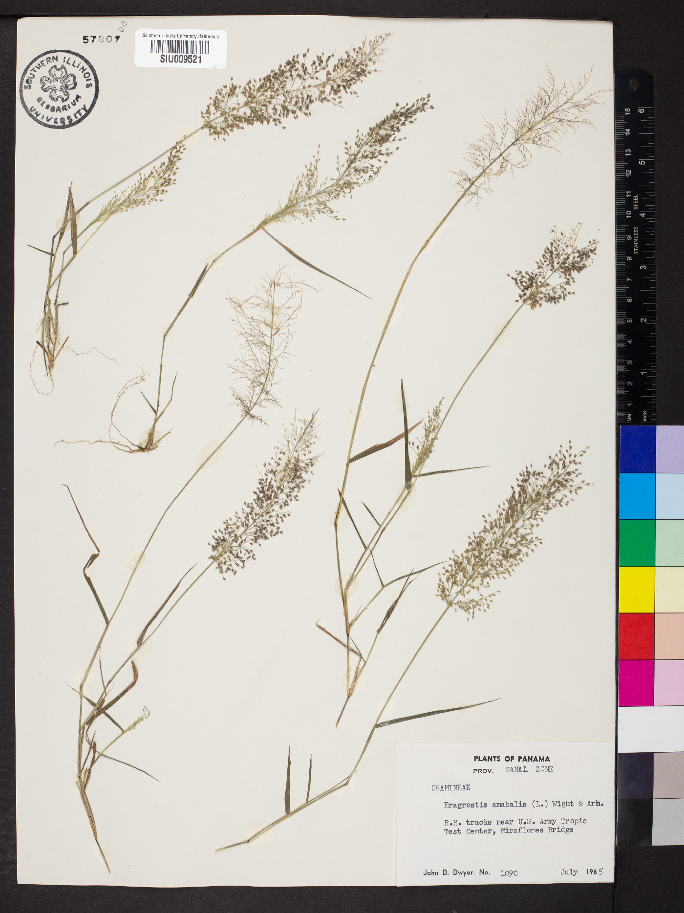 Eragrostis amabilis image