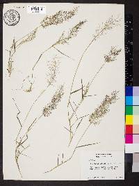 Eragrostis amabilis image