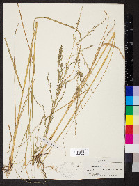 Eragrostis prolifera image