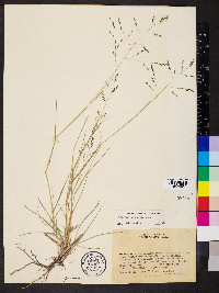 Eragrostis bahiensis image